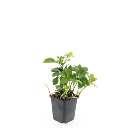 Pachysandra terminalis - 9 cm kruka