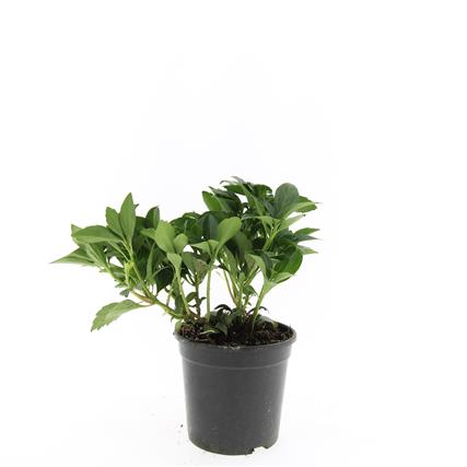 Pachysandra terminalis &