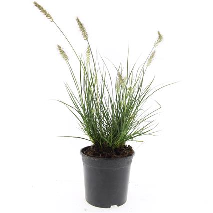 Pennisetum al. 'Little Bunny'