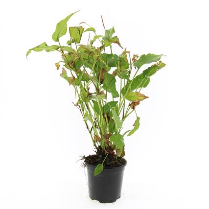 Persicaria amplexicaulis C2 (2 liters kruka) / 17 cm kruka