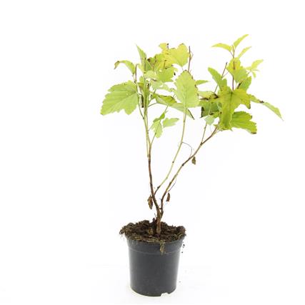 Smällspirea op. &