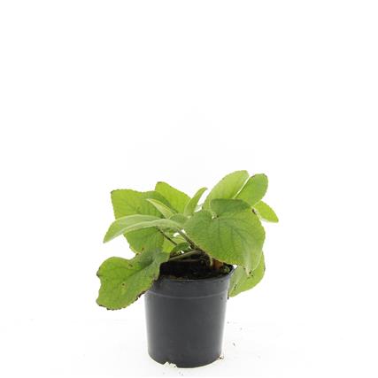 Phlomis russeliana 9 cm kruka