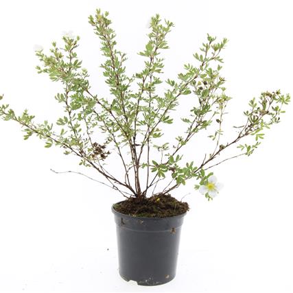 Potentilla f. &