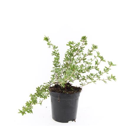 Potentilla f. &