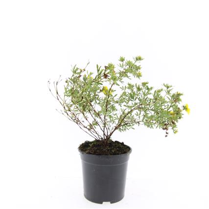 Potentilla fruticosa &