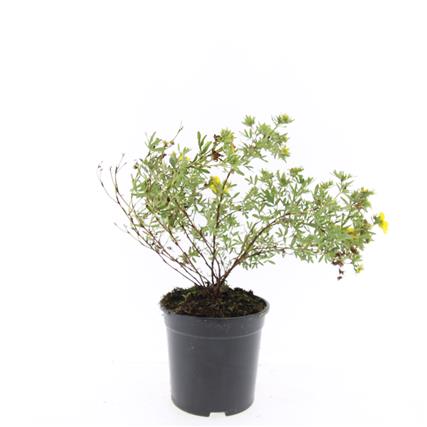 Potentilla f. 'Goldfinger'