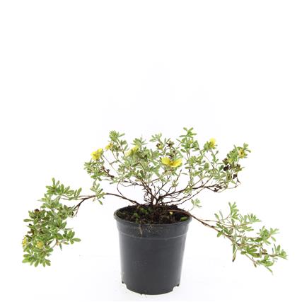 Potentilla f. "Goldstar"