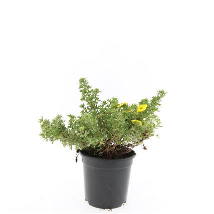 Potentilla f. &