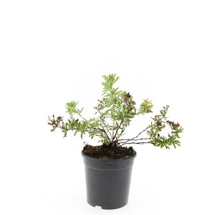 Potentilla f. &
