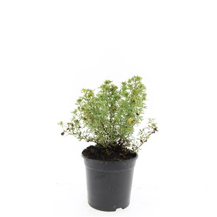 Potentilla fruticosa &