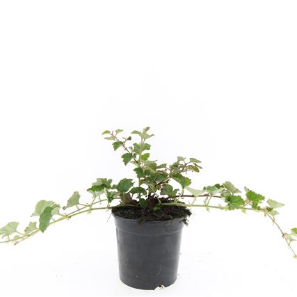 Rubus &