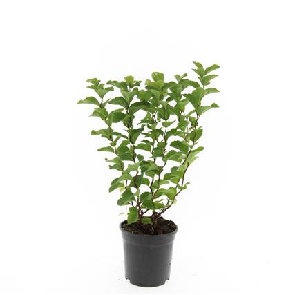 Spiraea densiflora - C1,5/P15