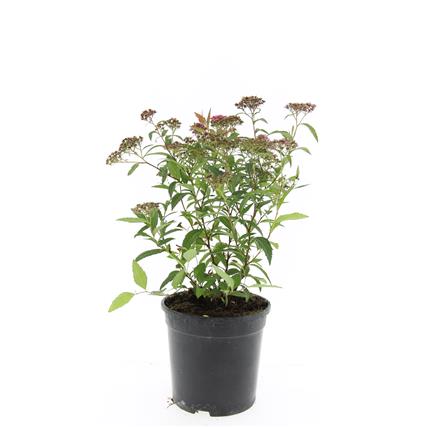 Spiraea jap. &