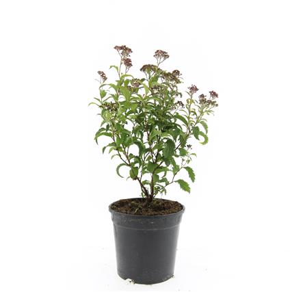 Spiraea jap. &