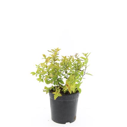 Spiraea jap. &