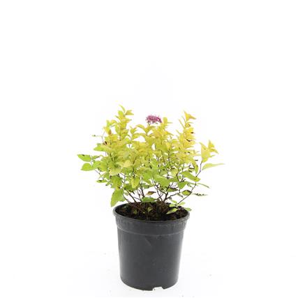 Spiraea japonica &