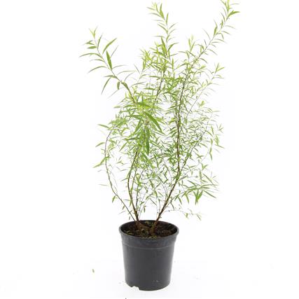Spiraea thunbergii C1,5 (1,5 liters kruka) 30-40 cm