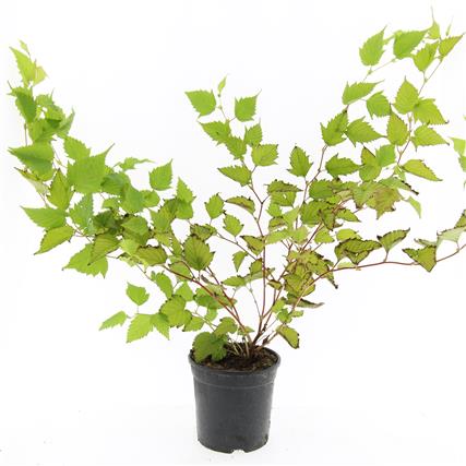 Stephanandra tanakae C2 (2 liters kruka) 40-50 cm