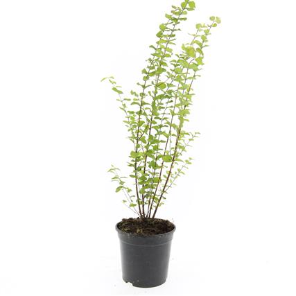 Symphoricarpos d. &