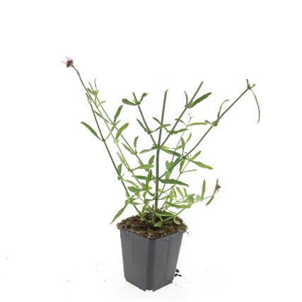 Verbena bonariensis - P9