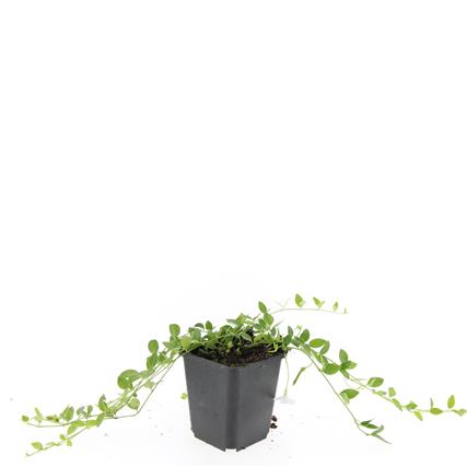 Vintergröna minor &