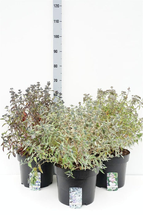 Caryopteris cl. in cultivars