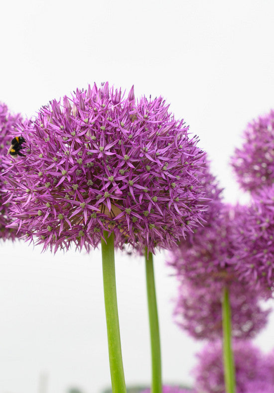 Allium &