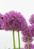 Allium &