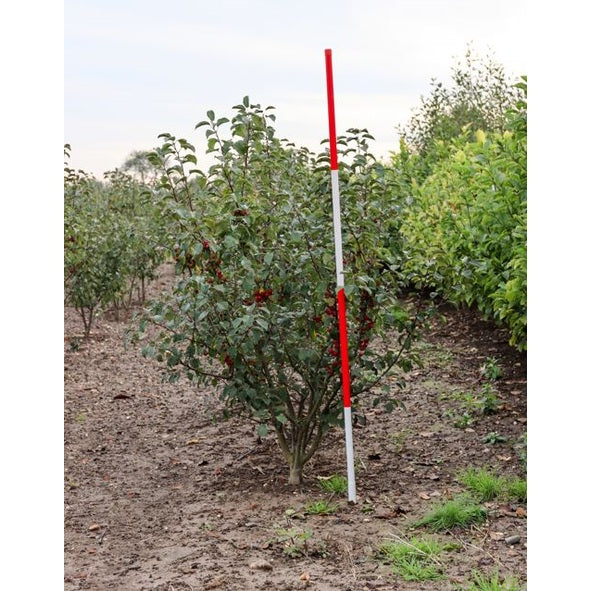 Prydnadsapel - Malus 'Evereste' 175-200 MS