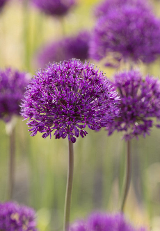 Allium &