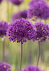 Allium &