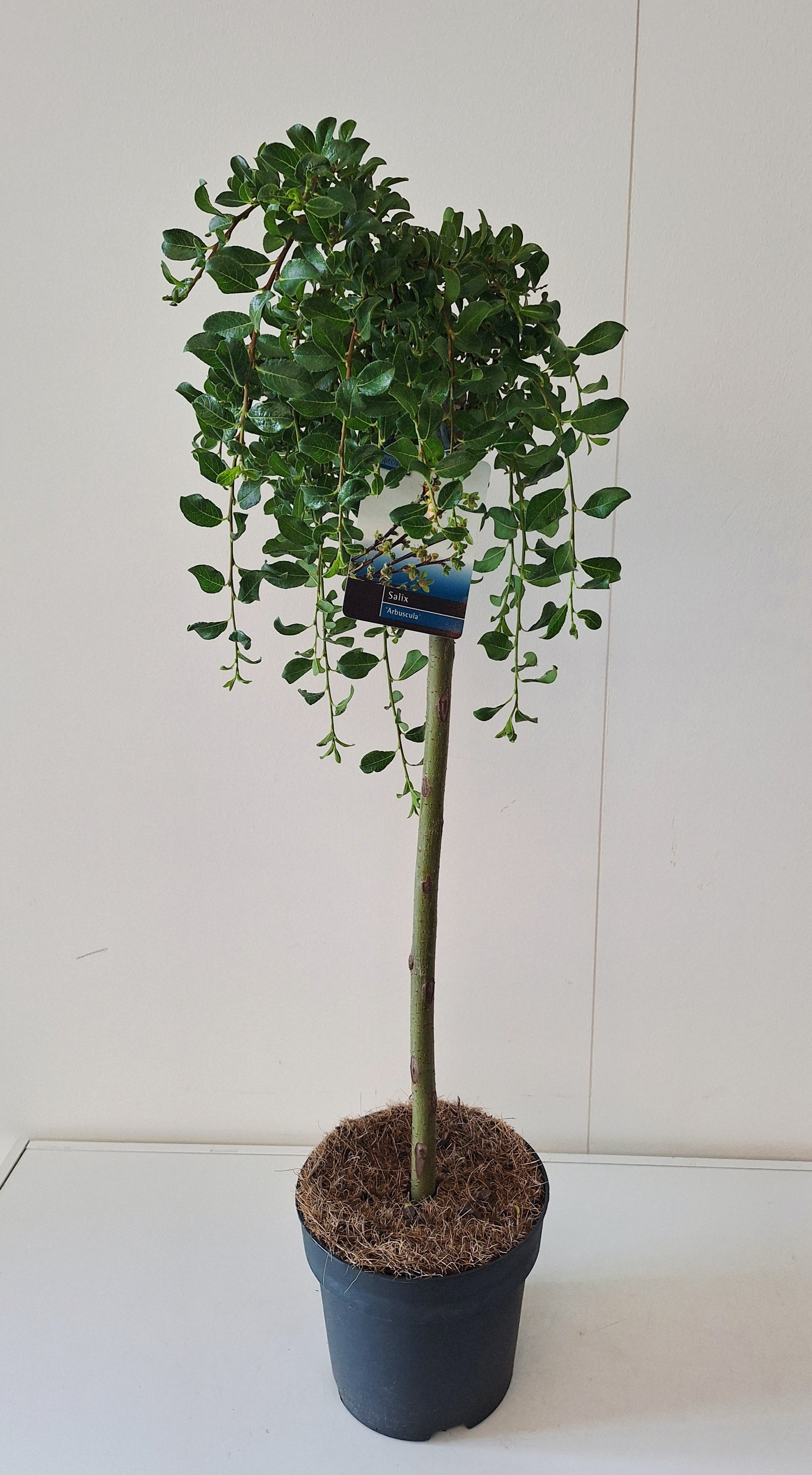 Salix arbuscula 30 cm stam, 12 cm kruka