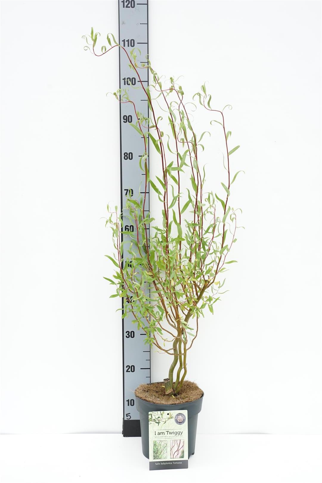 Salix babyl. &