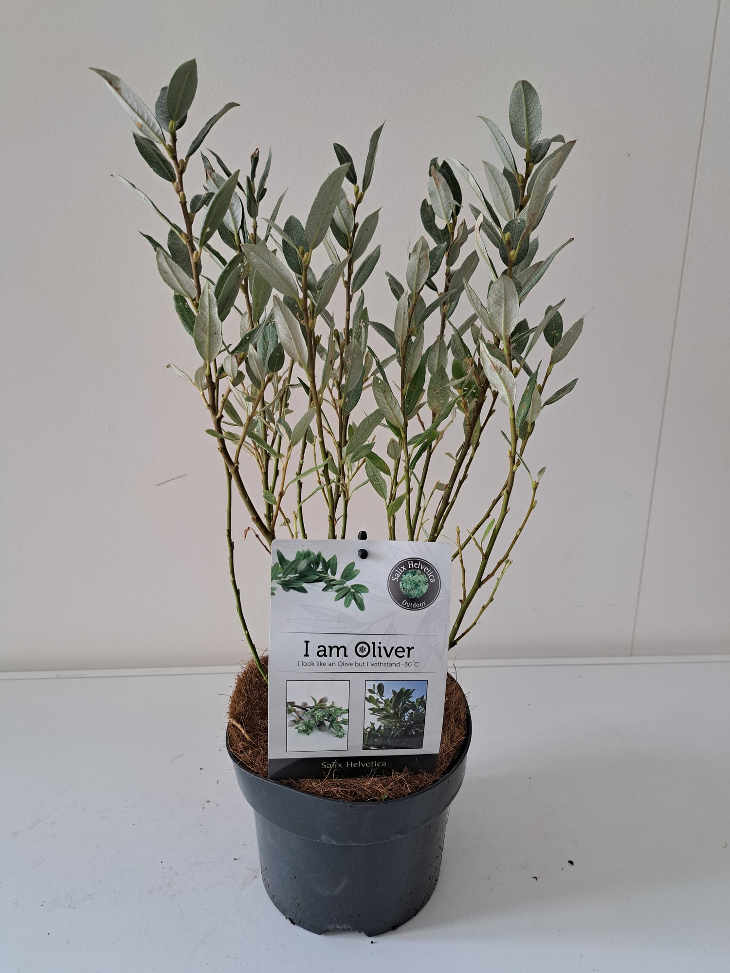 Salix helvetica 30 cm stam, 12 cm kruka