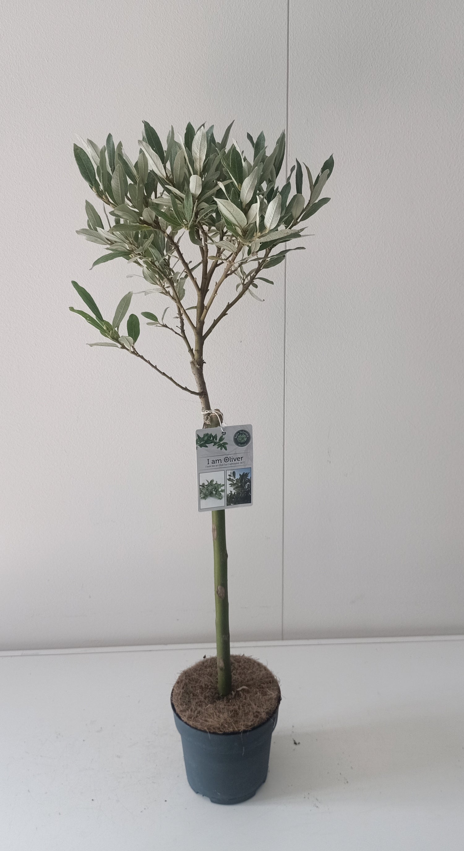 Vide helvetica - 40 CM STEM C1,5/P14