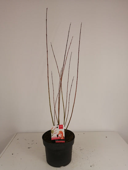 Salix integra &