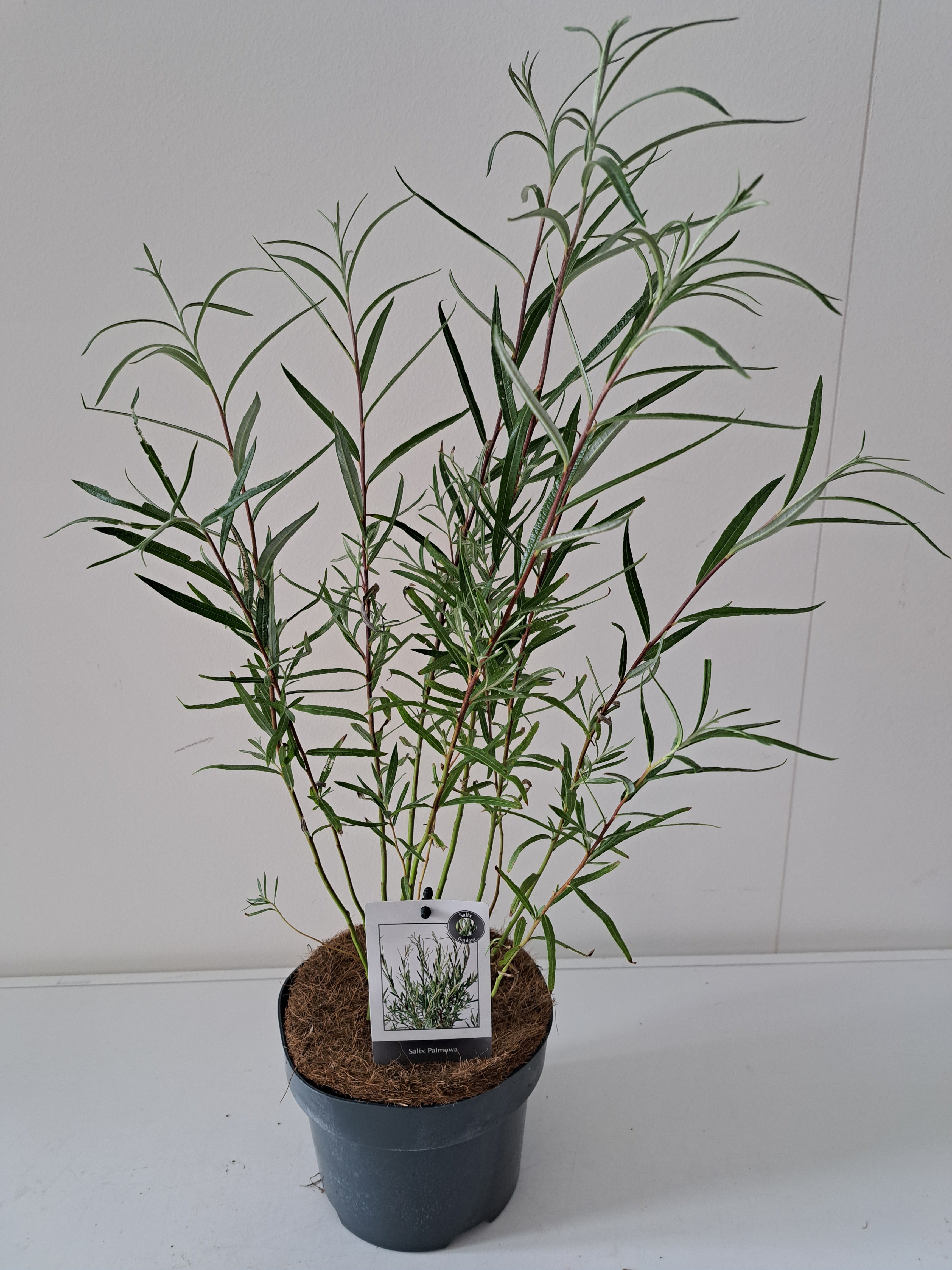 Salix palmova 12 cm kruka