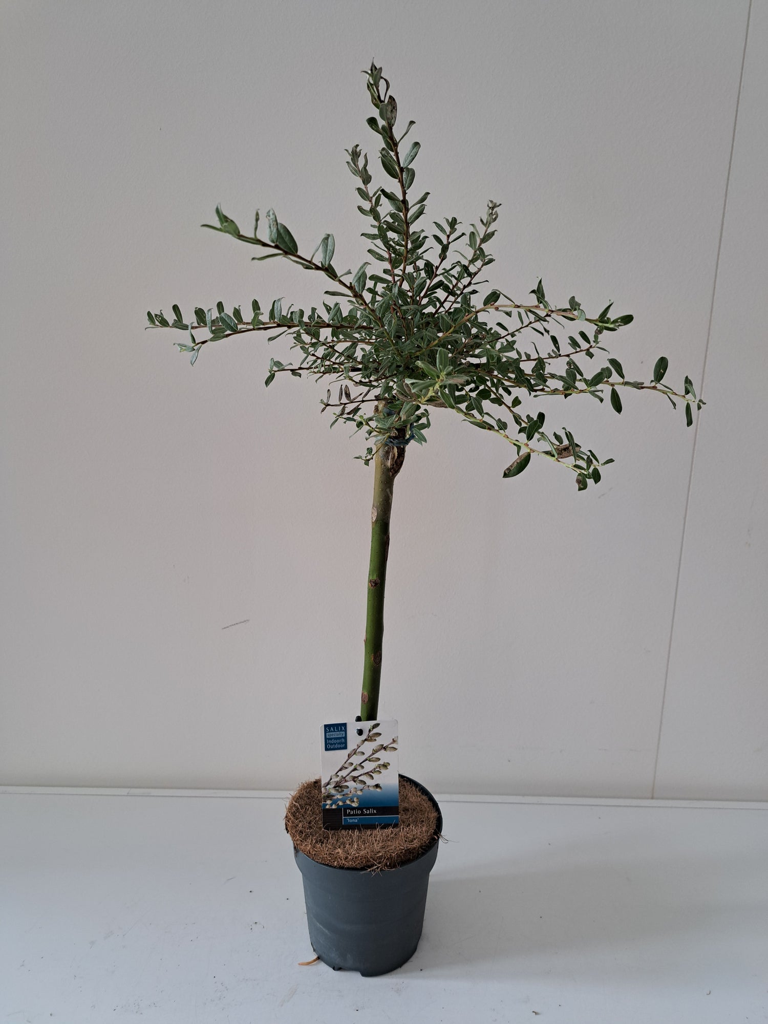 Vide repens &
