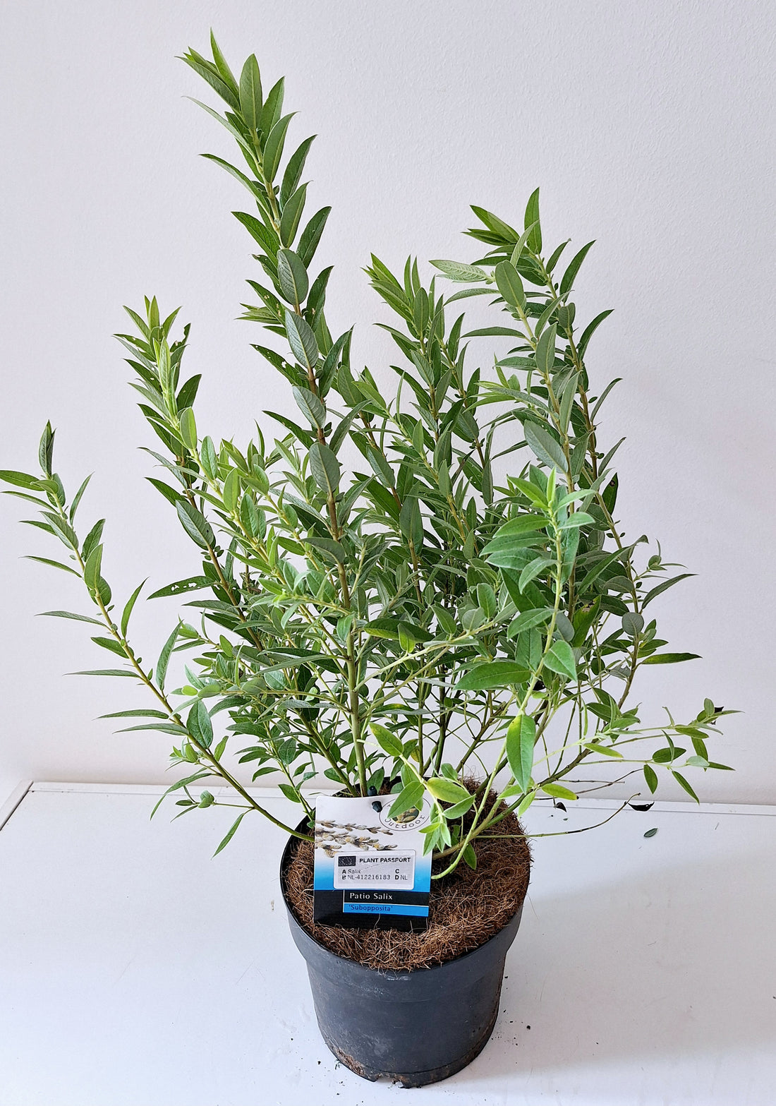 Vide subopposita - C2/P17 BUSH