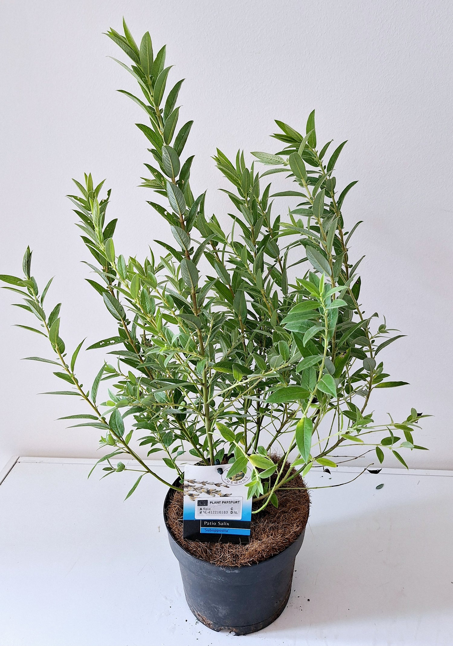 Vide subopposita - C2/P17 BUSH