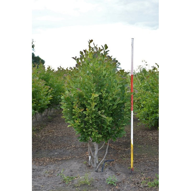 Japansk magnolia - Magnolia kobus 175-200 MS DRKL