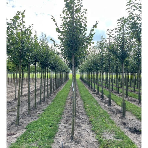 Skogslind - Tilia cordata 'Rancho'  - Stammens omkrets 16-18 cm, höjd 3,5-4 meter,  HS,
