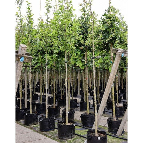 Japansk magnolia - Magnolia kobus  - Stammens omkrets 16-18 cm, höjd 3,5-4 meter,   HS, CONT