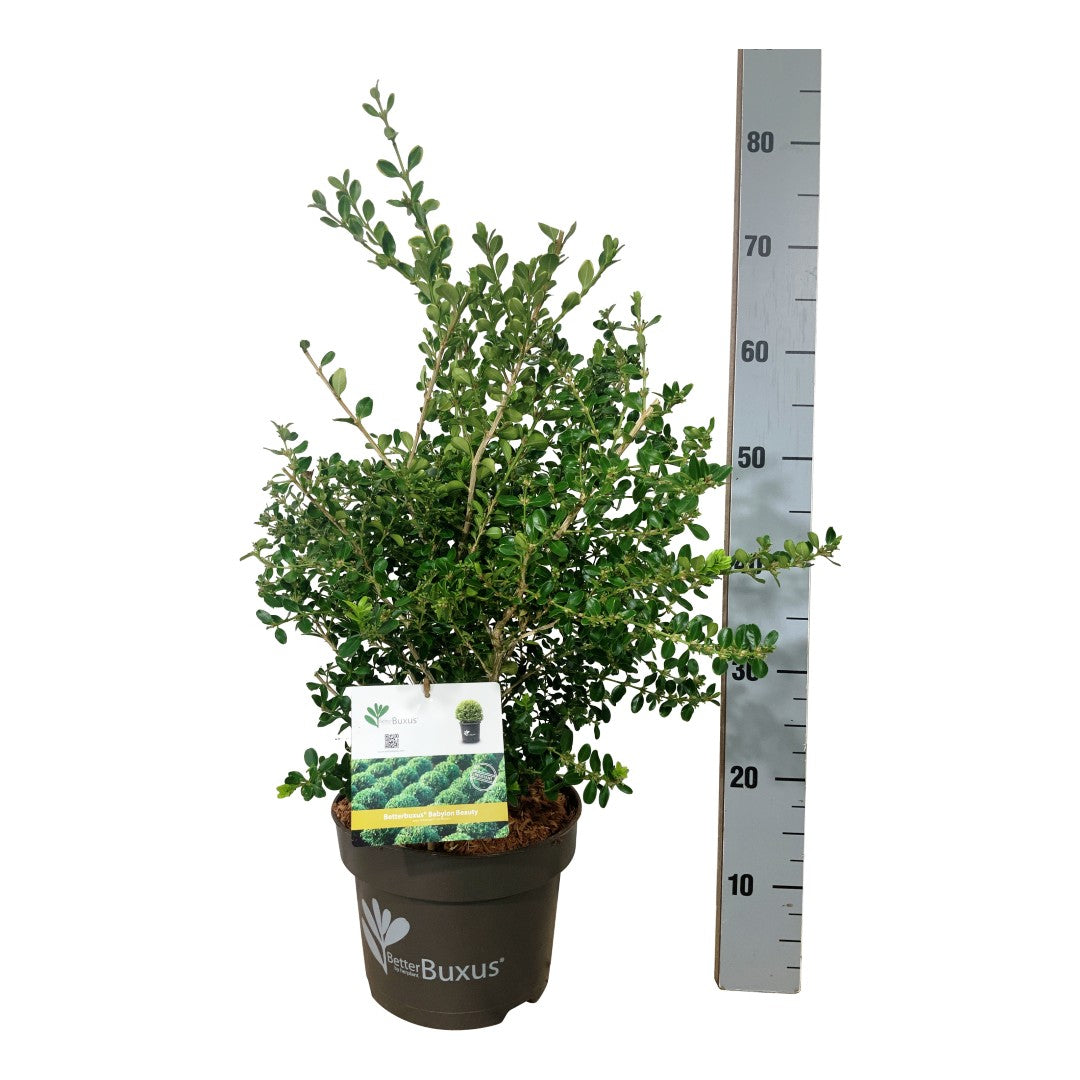 BetterBuxus® &