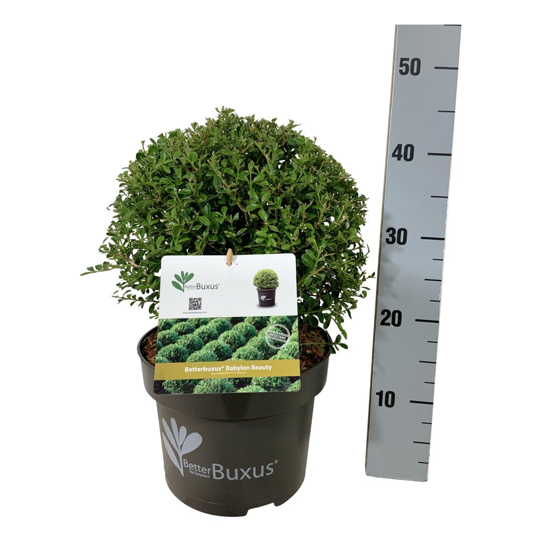 BetterBuxus® &