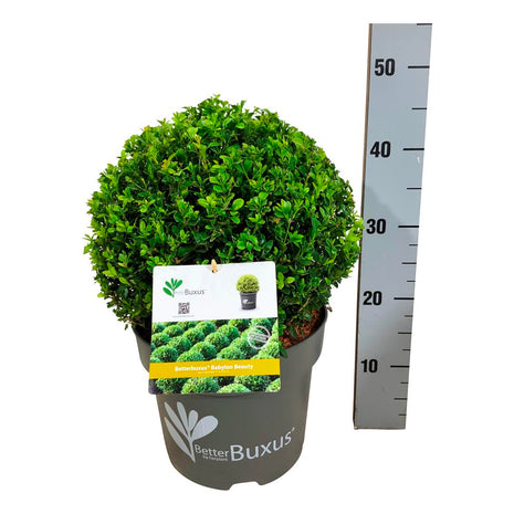 BetterBuxus® 'Babylon Beauty'