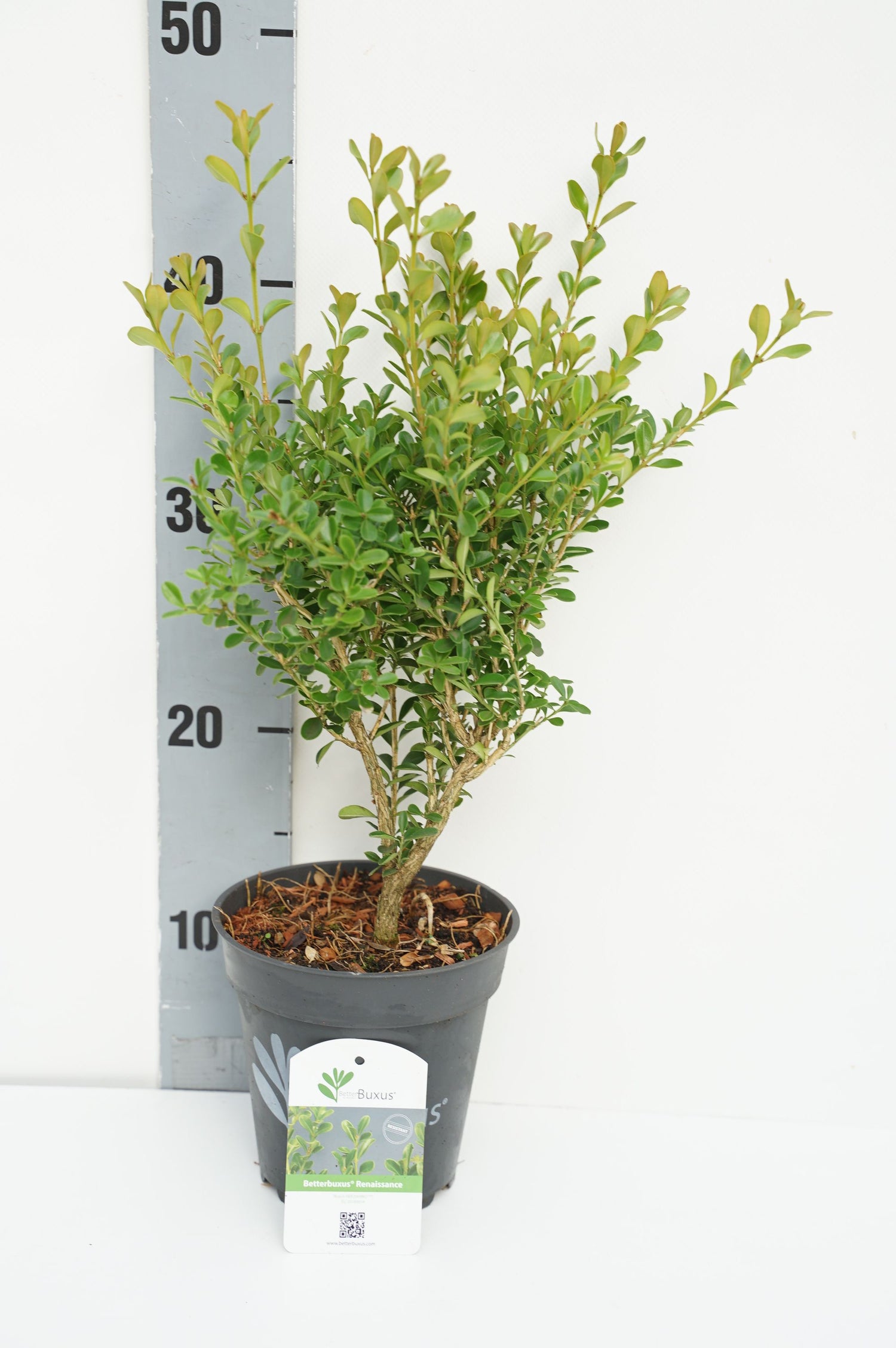 BetterBuxus® &
