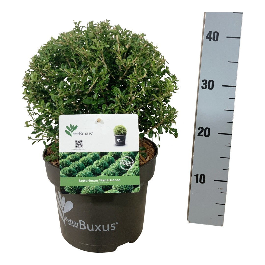 BetterBuxus® &