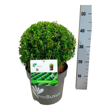 BetterBuxus® 'Renaissance'