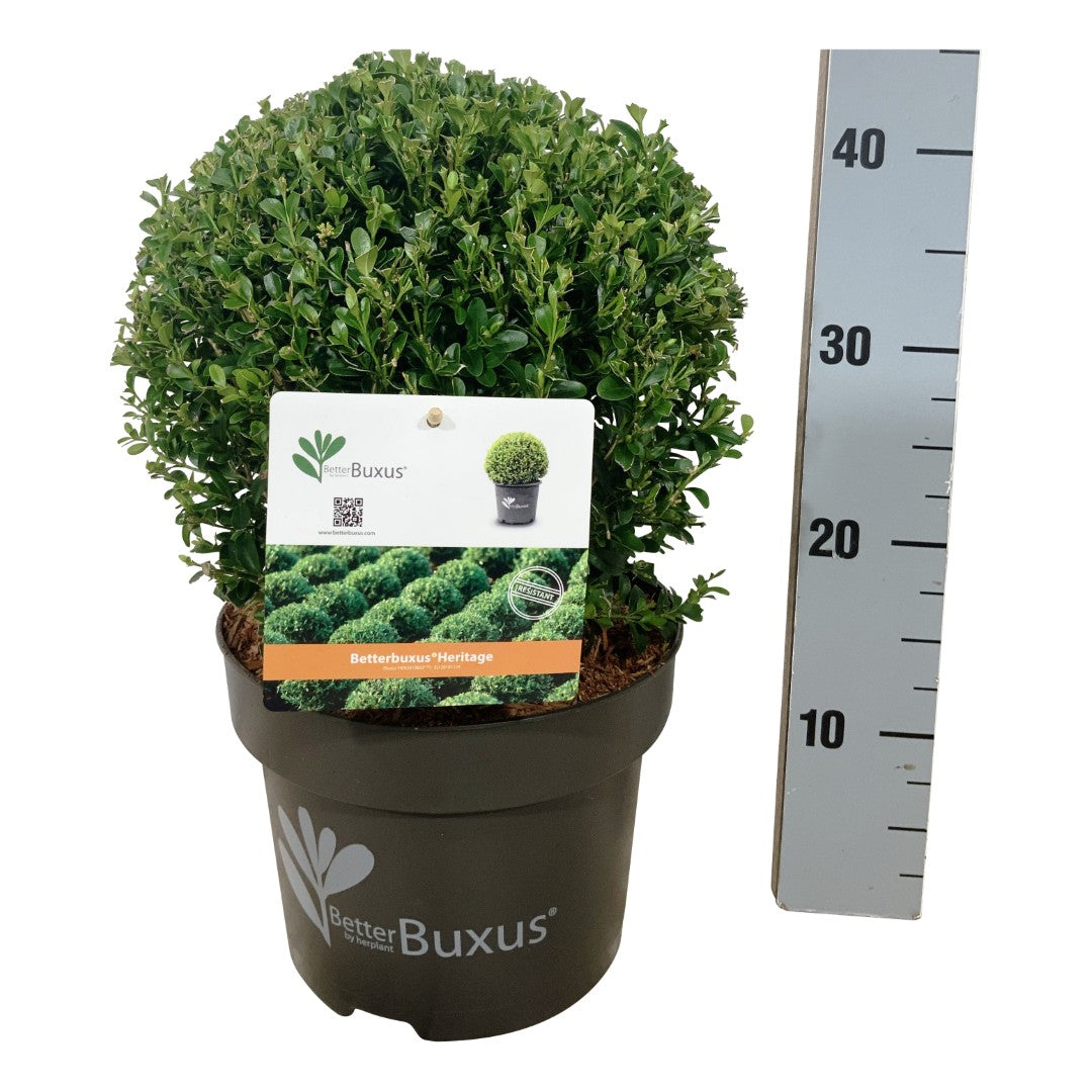 BetterBuxus® &